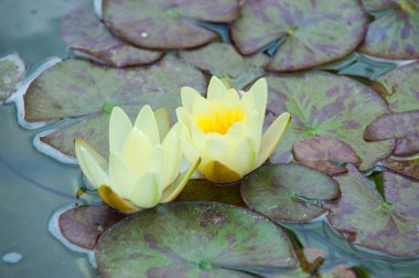 Lotus flowers clipart