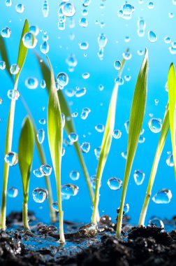 Grass and rain clipart