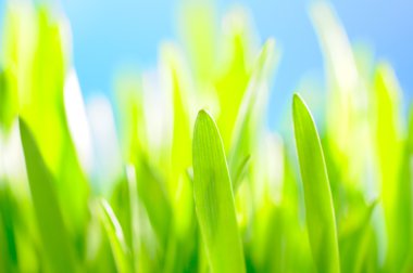 Green grass against the sky background clipart