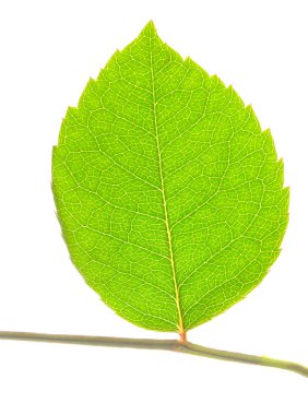 Closeup of green leaf on stem isolated on white clipart