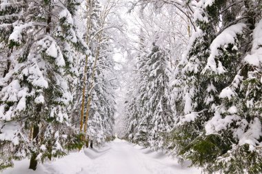 Winter park, pavlovsk, saint-petersburg, Rusya Federasyonu