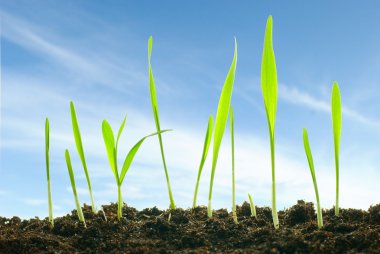 Plants against a sky clipart