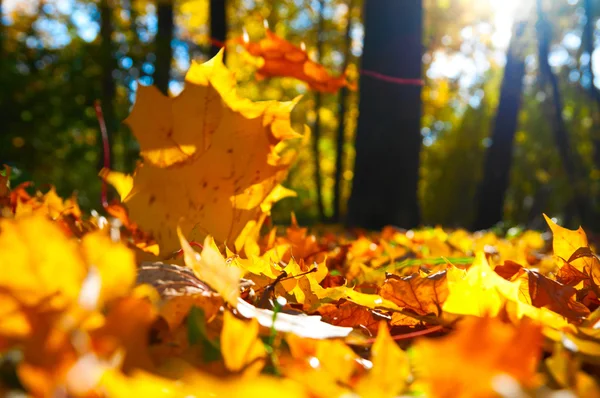 Herfstbladeren — Stockfoto