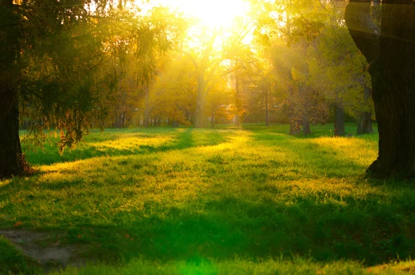 Puesta de sol en bosque de otoño — Foto de Stock