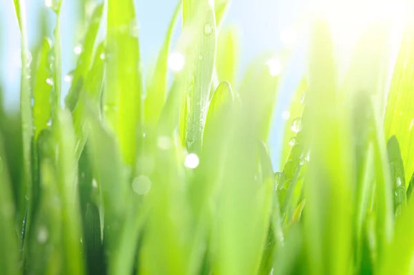 Fresh wet grass in sun rays, closeup — Stock Photo, Image