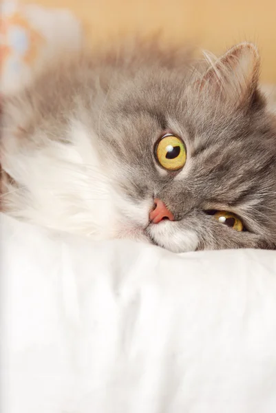 Gato persa na cama — Fotografia de Stock