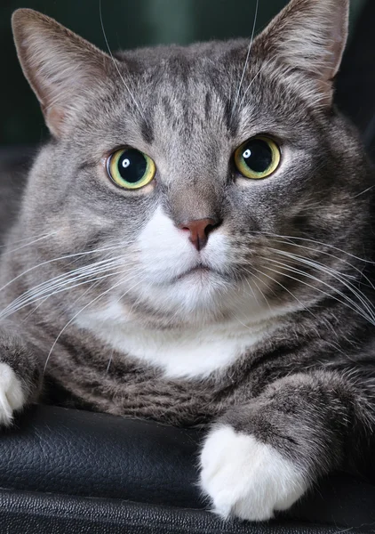 Close-up van een reusachtige kat — Stockfoto