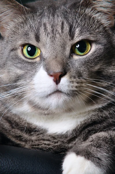 巨大な猫のクローズアップ — ストック写真