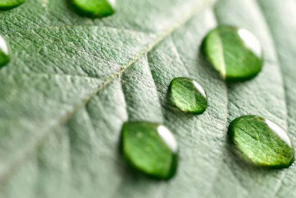 Water drops on a leaf — Stock Photo, Image