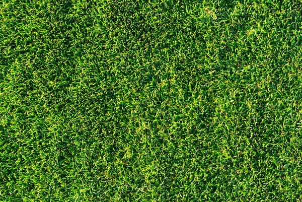 Soligt gräs. mycket detaljerad struktur — Stockfoto