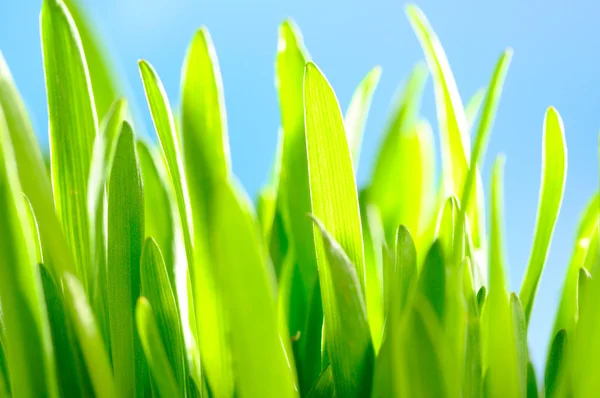 Zielona trawa na tle nieba — Zdjęcie stockowe