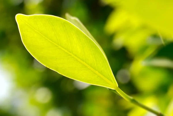 Zbliżenie zdjęcie zielony liść — Zdjęcie stockowe