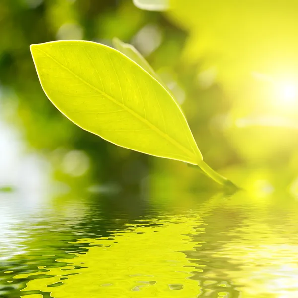 Fresh green leaf highlighted by sun on water. — Stock Photo, Image