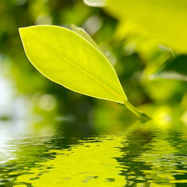 Fresh leaf over water — Stock Photo, Image