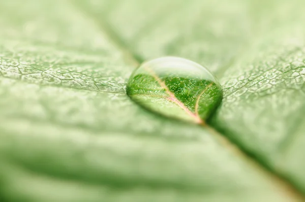 Closeup of water drop on fresh leaf macro — Stock Photo, Image
