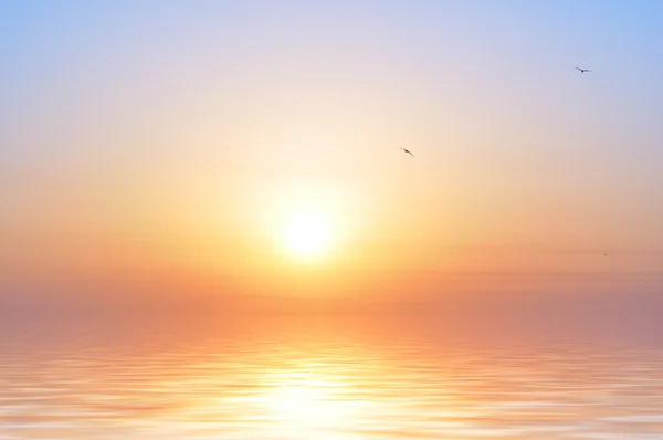 Sonnenaufgang am Meer und Vögel — Stockfoto