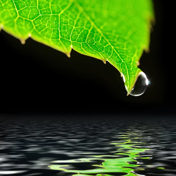 Goutte d'eau sur feuille verte isolée sur noir — Photo