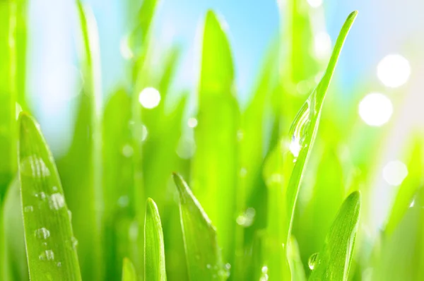 Свежая влажная трава в солнечных лучах, крупным планом — стоковое фото