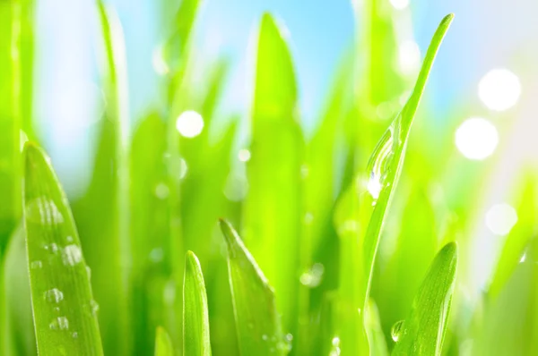 Verse nat gras in de stralen van de zon, close-up — Stockfoto