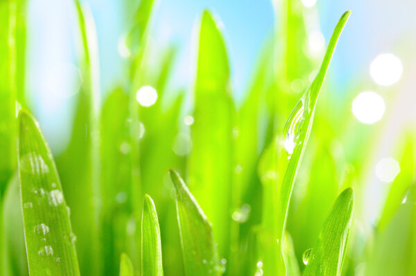 Fresh wet grass in sun rays, closeup
