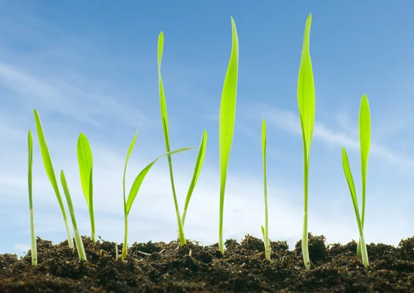 Plantas contra um céu — Fotografia de Stock