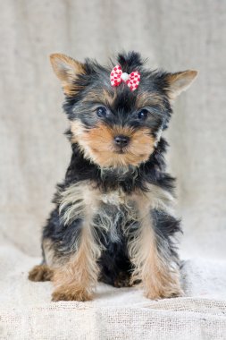 Yorkshire terrier yavrusu