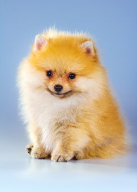 Pomeranian köpek yavrusu