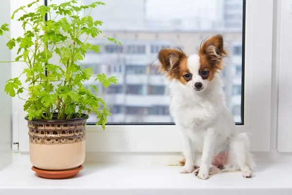 Puppy and flower on window — Stock Photo, Image