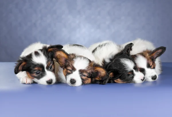 Quattro piccoli cuccioli Papillon addormentati — Foto Stock