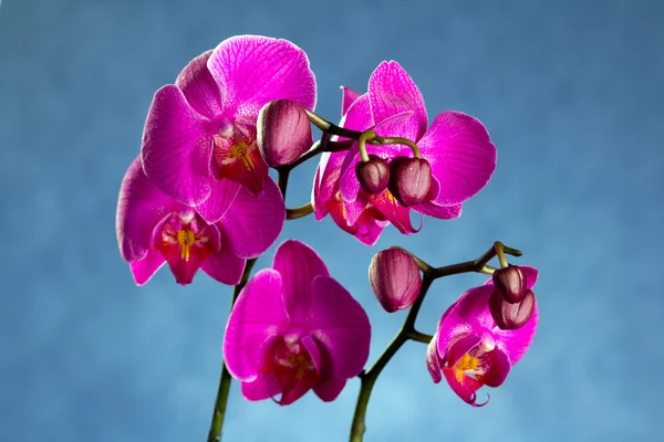 stock image Beautiful Orchid