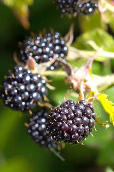 Blackberries bunch — Stock Photo, Image