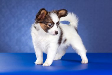 Papillon Puppy clipart