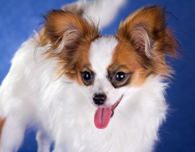 Genç papillon köpek