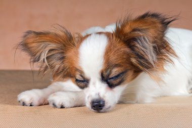 Young dog of breed papillon clipart