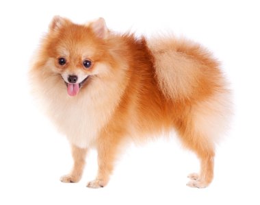 Pomeranian Dog clipart