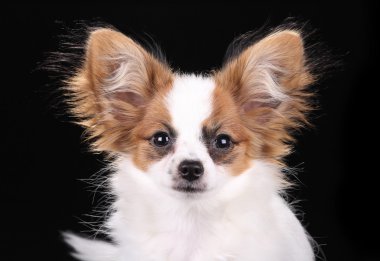 Papillon Puppy clipart