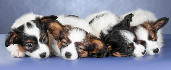 Cuatro pequeños cachorros dormidos Papillon —  Fotos de Stock