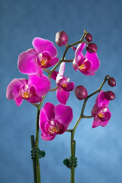 stock image Beautiful Orchid