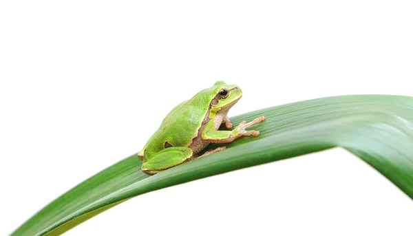 Жаба сидить на листі — стокове фото