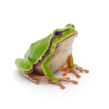 Tree frog clipart