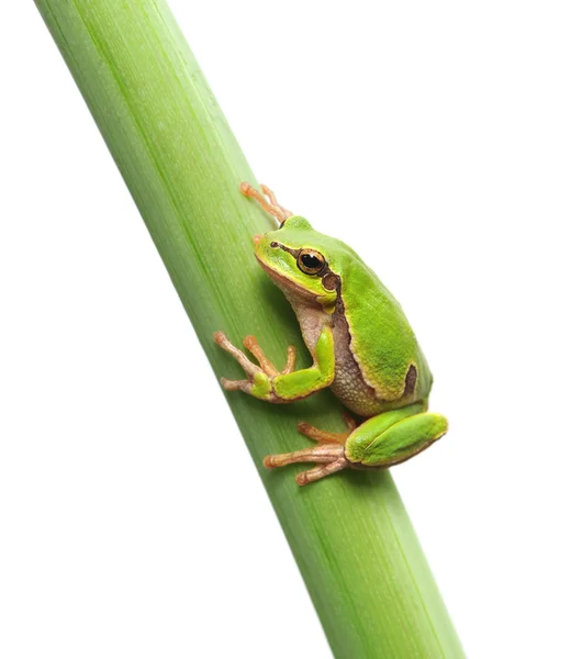 Frog sitting on a stem — Stock Photo, Image