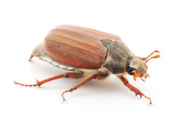 Chafer isolated on white clipart
