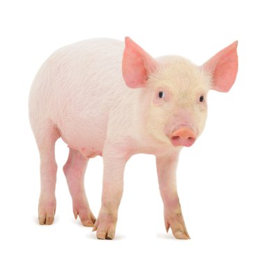 Pig on white clipart