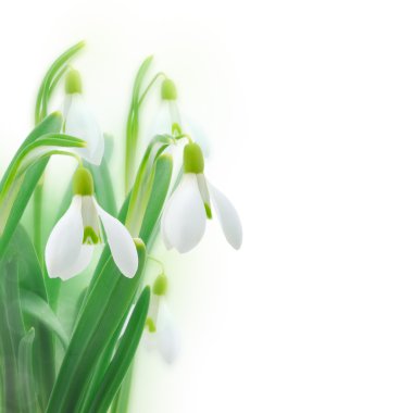 Snowdrops clipart