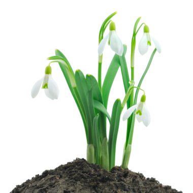 Snowdrops (Galanthus nivalis) on white background clipart