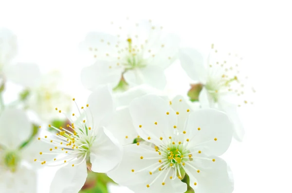 Flor de cereza — Foto de Stock