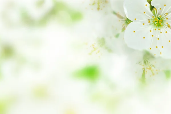 Třešňový květ — Stock fotografie