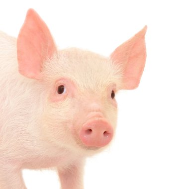 Pig on white clipart