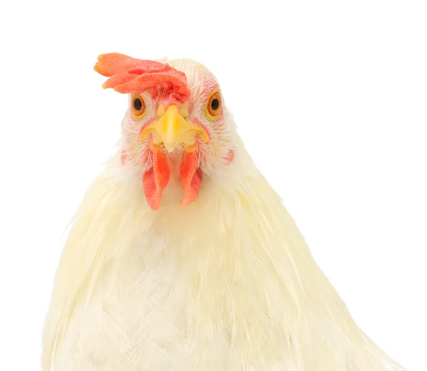 stock image Hen head