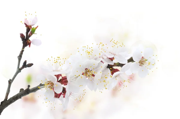 Flor de damasco — Fotografia de Stock